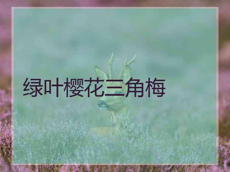 绿叶樱花三角梅
