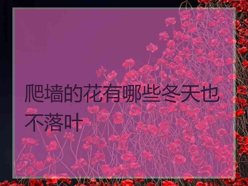 爬墙的花有哪些冬天也不落叶 爬墙的花有哪些冬天也不落叶