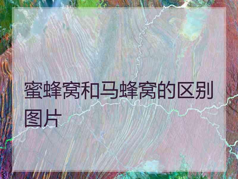 蜜蜂窝和马蜂窝的区别图片