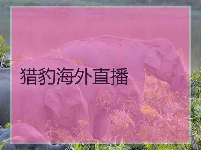 猎豹海外直播