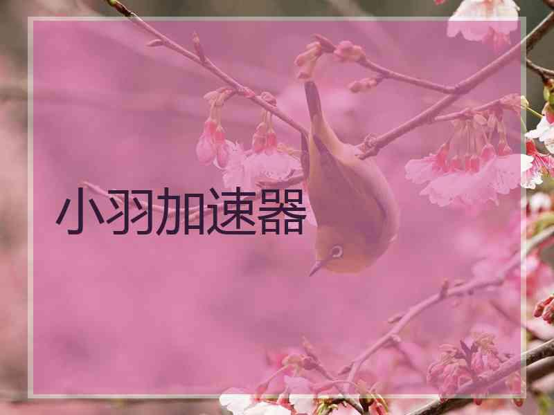小羽加速器