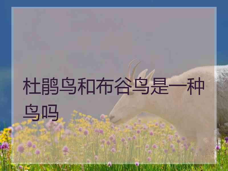 杜鹃鸟和布谷鸟是一种鸟吗