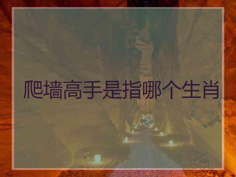 爬墙高手是指哪个生肖