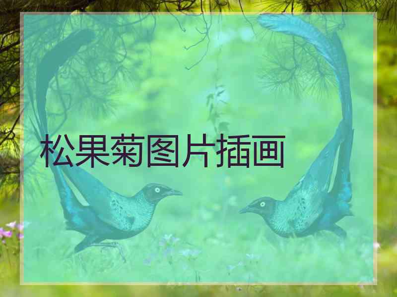 松果菊图片插画