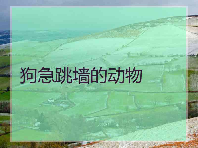 狗急跳墙的动物