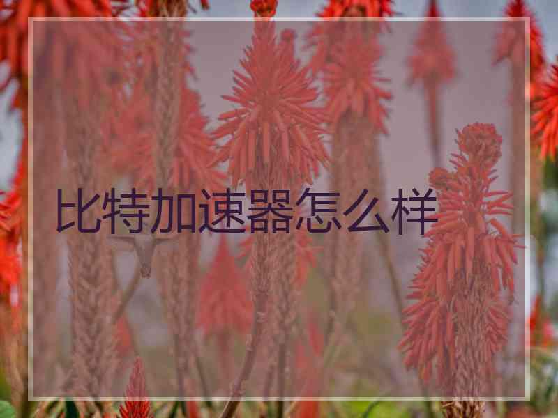 比特加速器怎么样