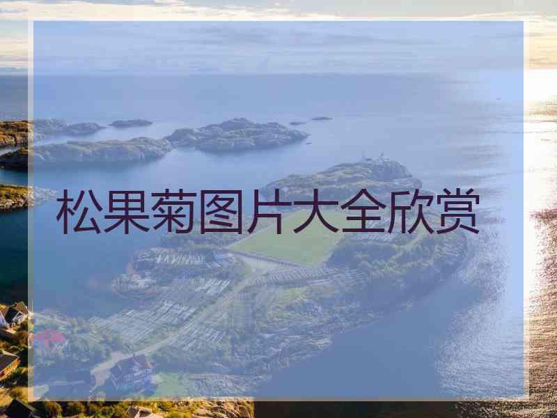 松果菊图片大全欣赏