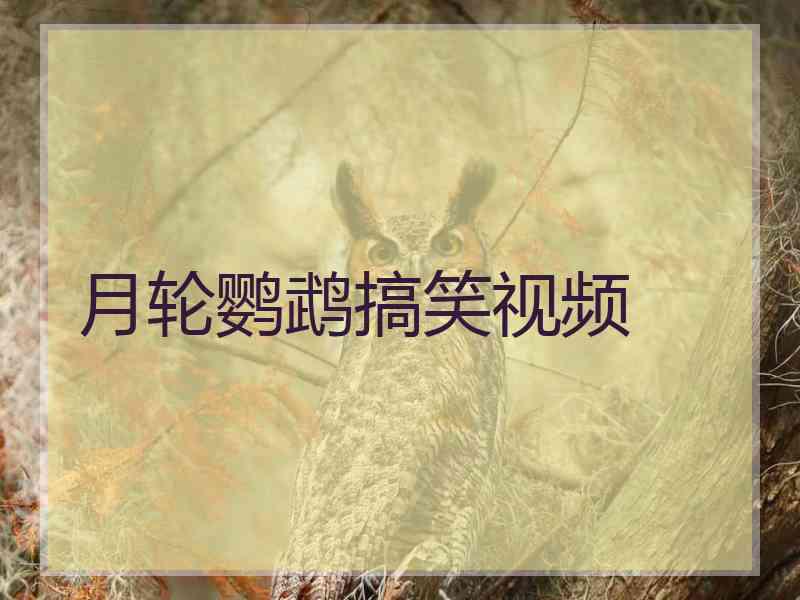 月轮鹦鹉搞笑视频