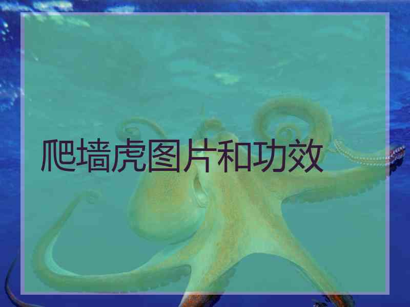 爬墙虎图片和功效