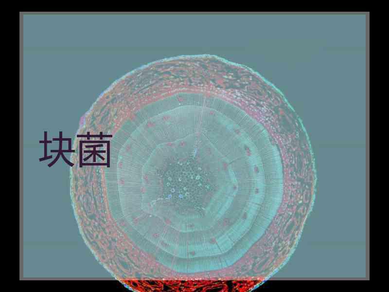 块菌