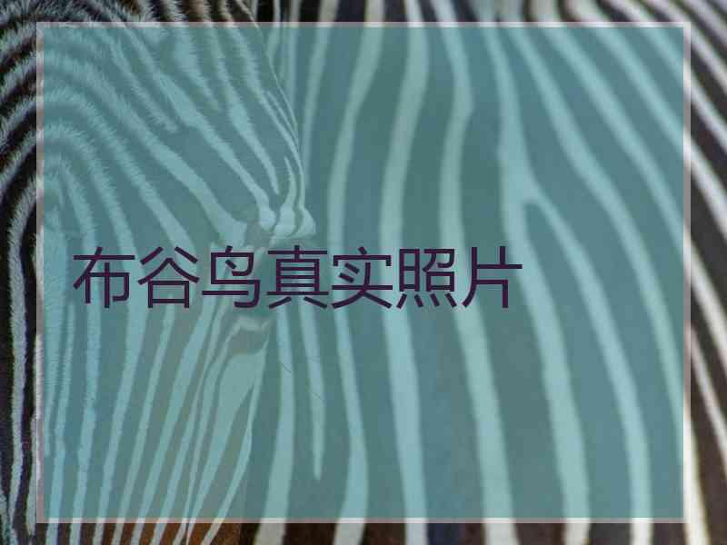布谷鸟真实照片