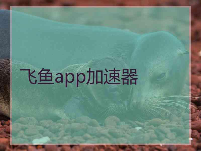 飞鱼app加速器