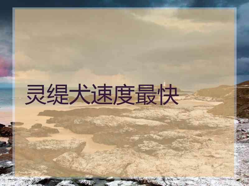 灵缇犬速度最快