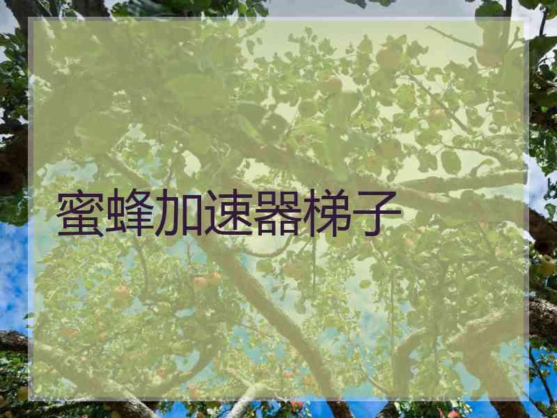 蜜蜂加速器梯子