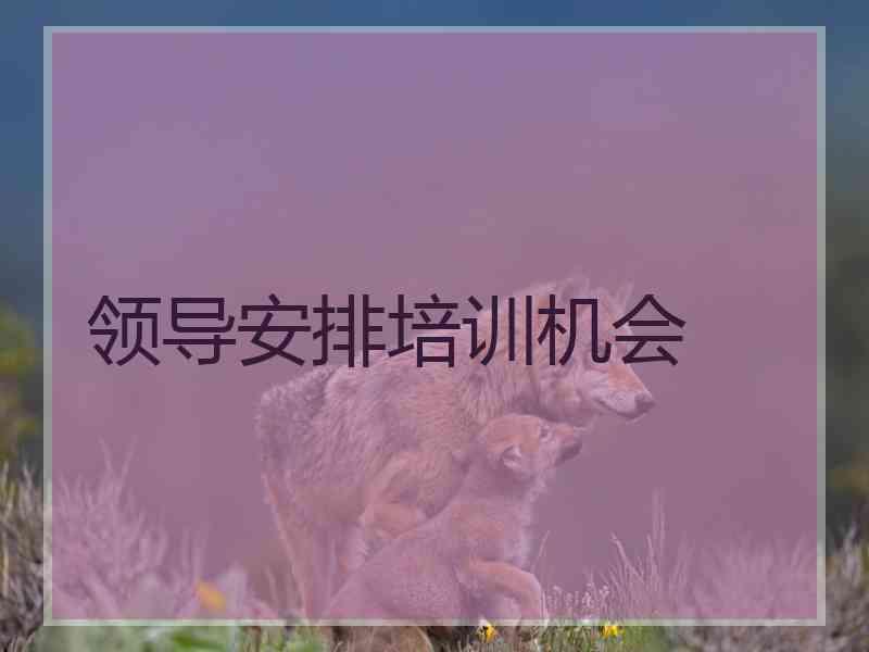 领导安排培训机会
