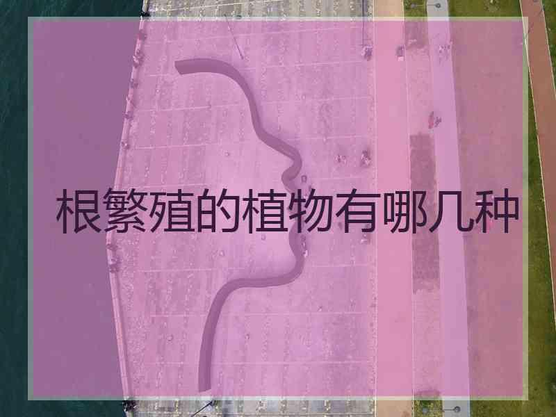 根繁殖的植物有哪几种