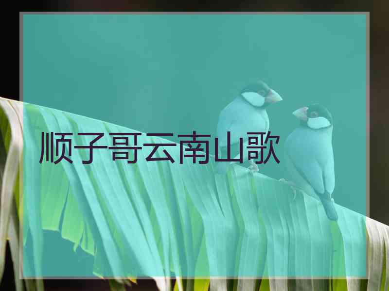 顺子哥云南山歌