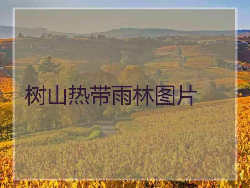 树山热带雨林图片