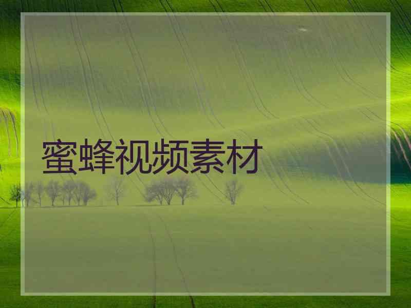 蜜蜂视频素材