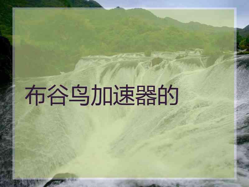 布谷鸟加速器的