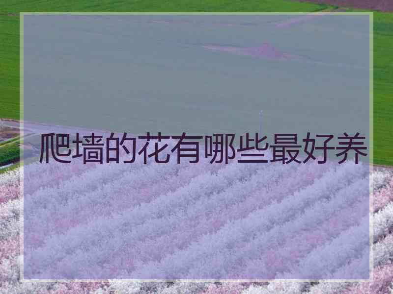 爬墙的花有哪些最好养